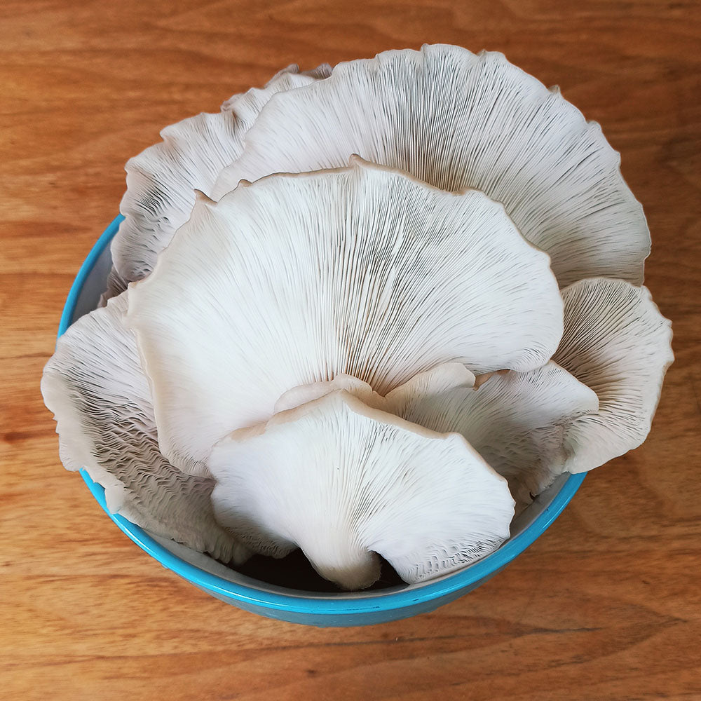 ”Mushroomate